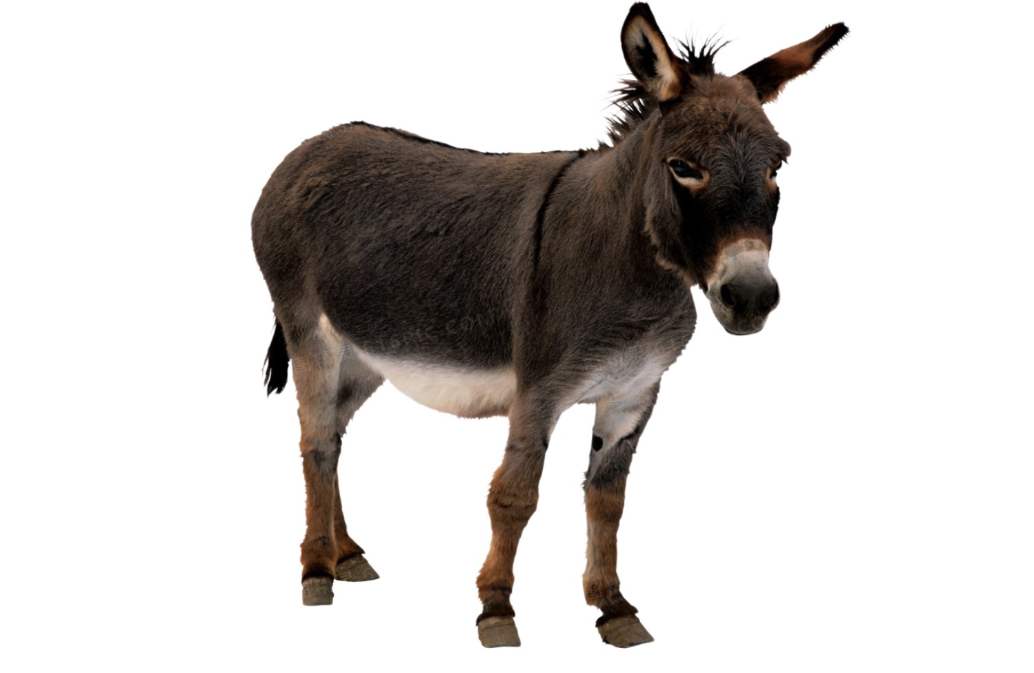 保真驴肉 | 驴肉批发零售 - 图雨极选