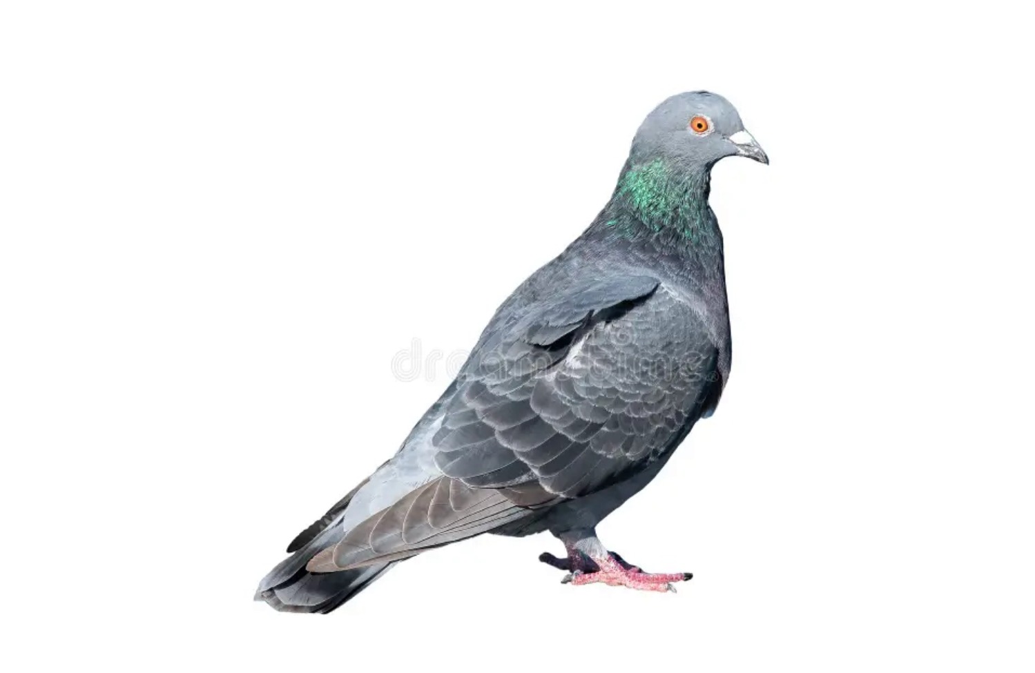 鸽子肉 | 鸽子肉批发零售 - 黄油老鸽子