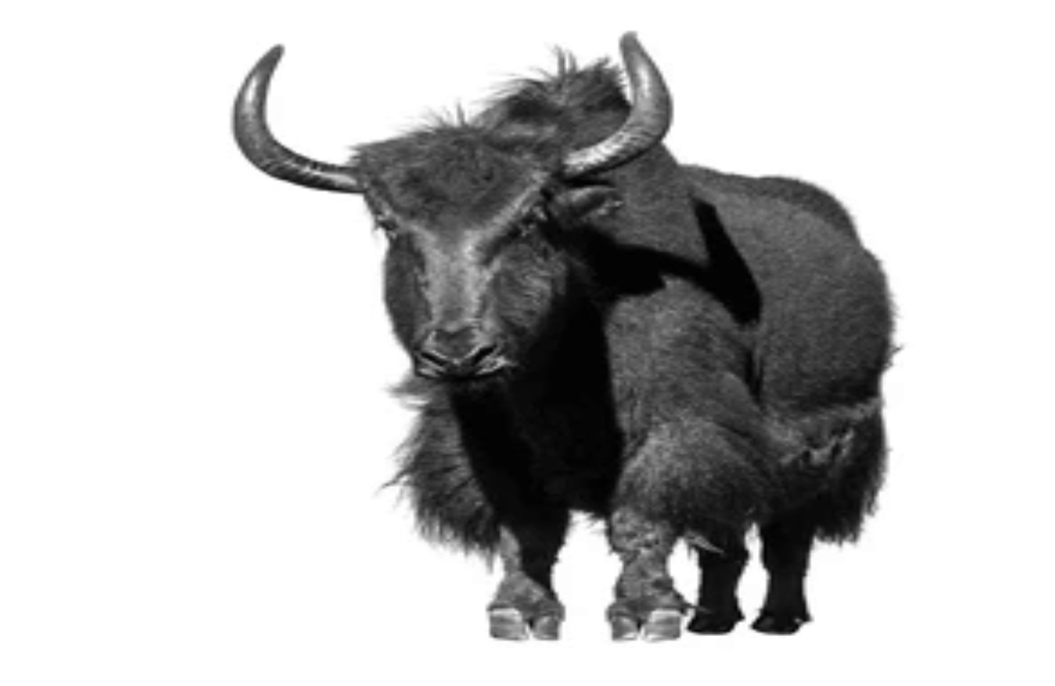 牦牛肉 | 高原牦牛肉 图雨极选批发零售