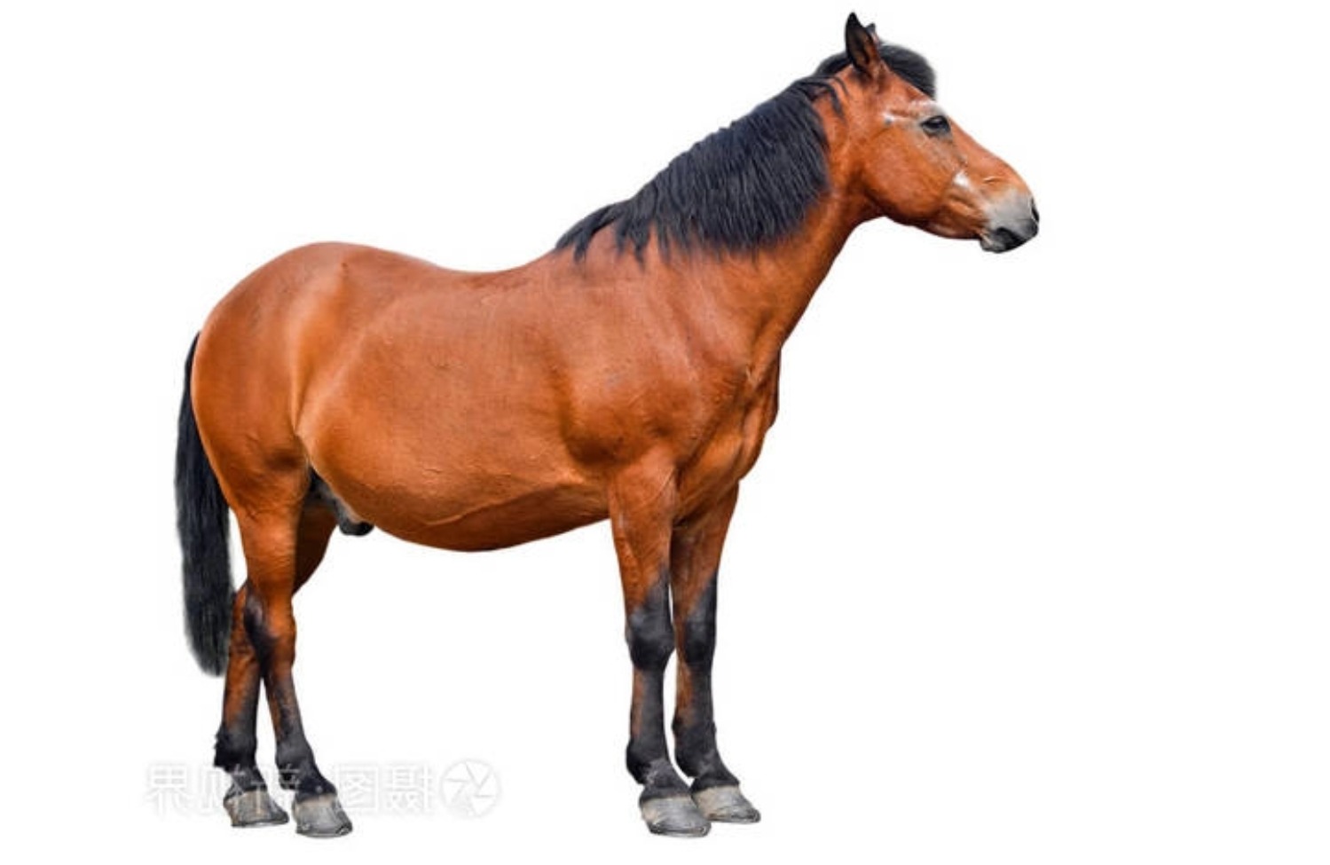 马肉 | 马肉批发 | 马肉零售 | 图雨极选