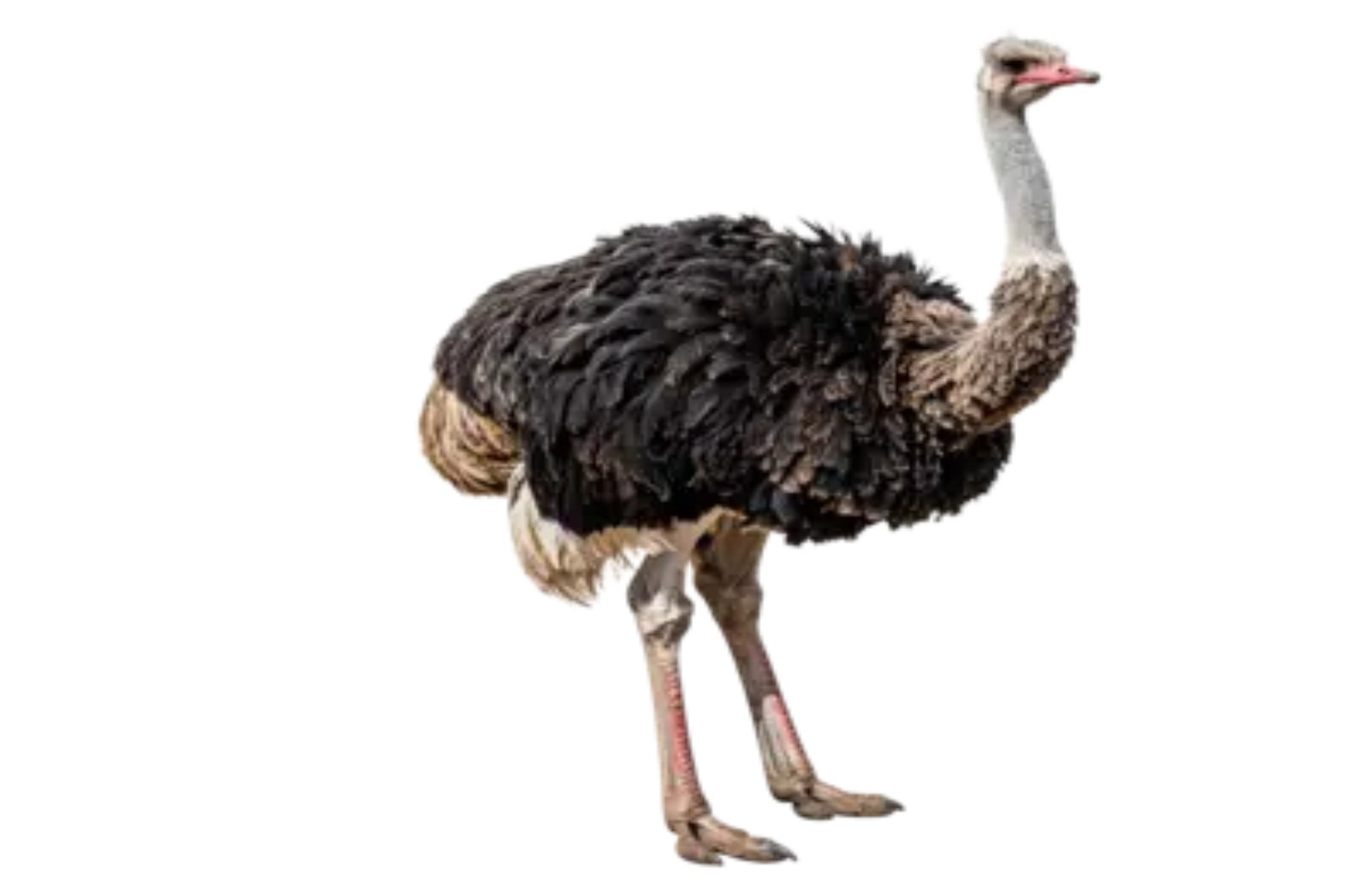 鸵鸟肉 | 鸵鸟肉批发零售 | 购买鸵鸟肉