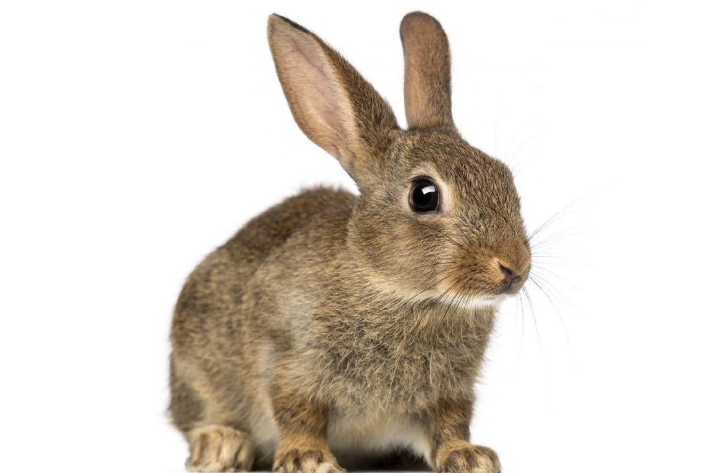 兔肉 | 兔肉批发零售 - 图雨极选