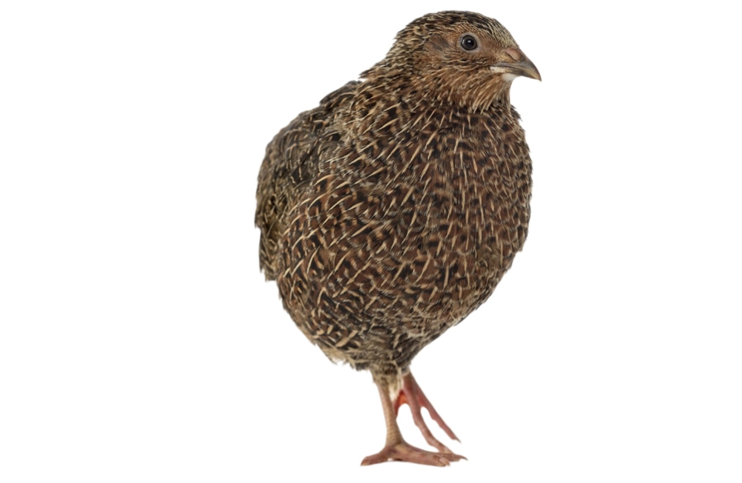 鹌鹑批发零售 - 鹑鸟零售