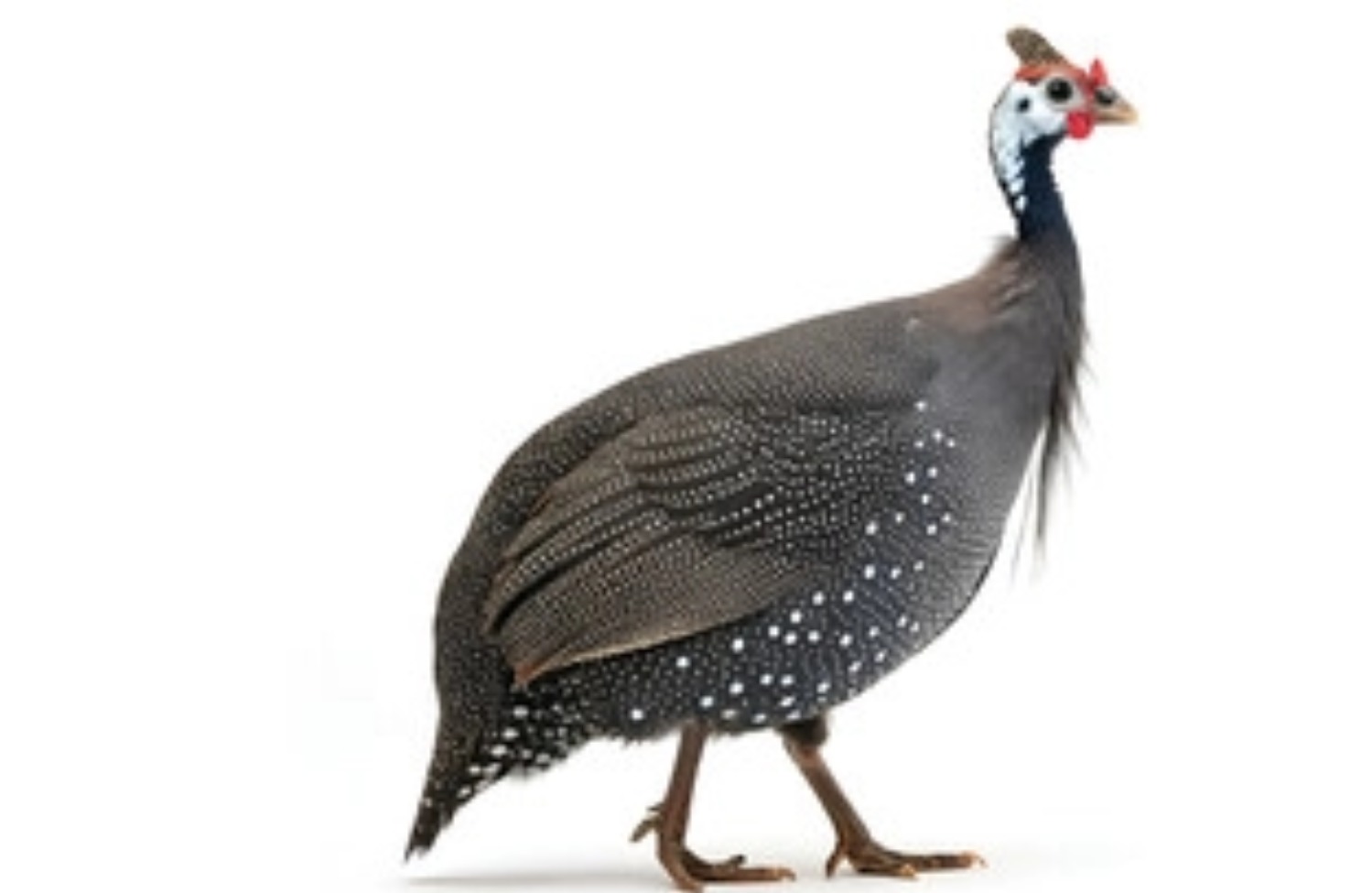 珍珠鸡肉 | 几内亚鸡肉 购买批发零售