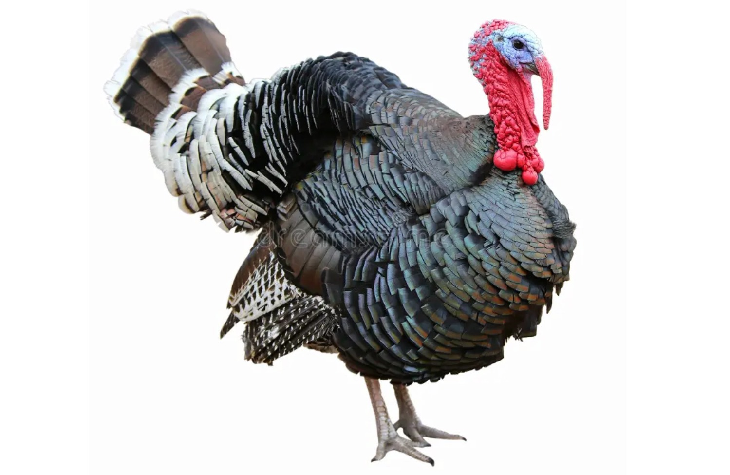 火鸡肉 | 火鸡肉批发零售 - 图雨极选