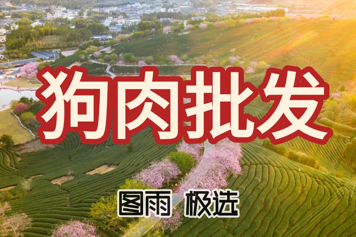 甘肃武威白条狗肉生鲜1条起批，餐馆食堂用肉，稳定货源，当天发次日达！