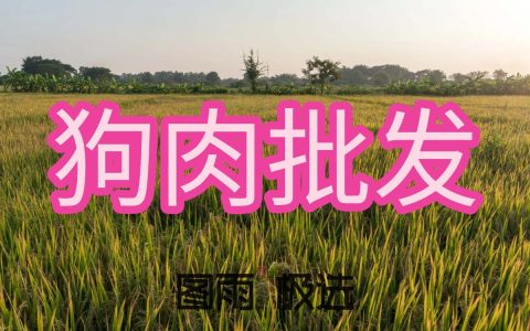 山东日照新鲜狗肉供应商，1条起批次日达，可长期签约，货源稳定，2026年狗肉报价单！