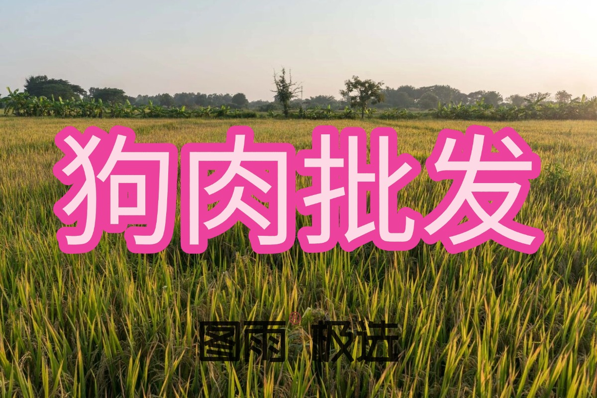 山东日照新鲜狗肉供应商，1条起批次日达，可长期签约，货源稳定，2026年狗肉报价单！